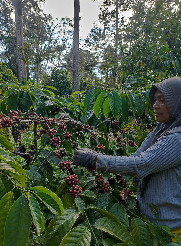 Indonesian agricultural products