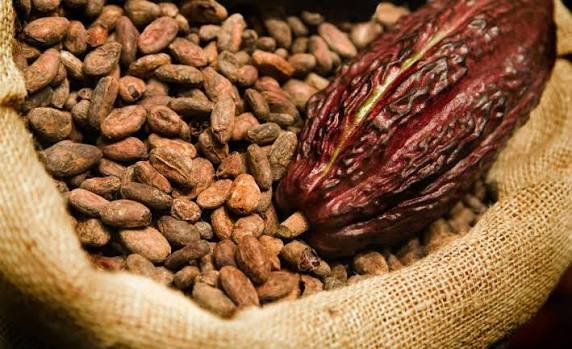 Indonesian Cocoa