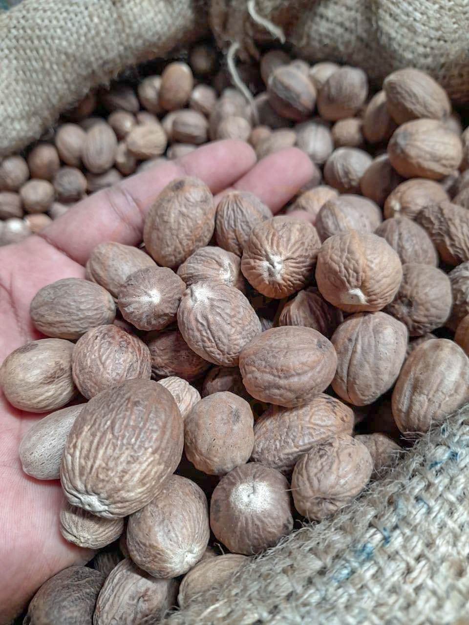 Indonesian Nutmeg